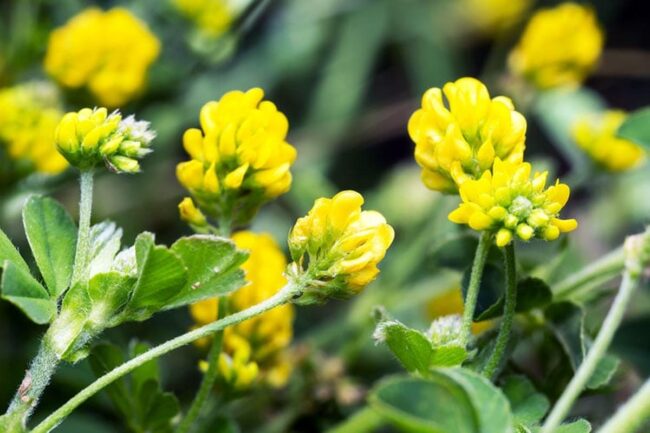 Yellow Flowering Weeds: An Introduction