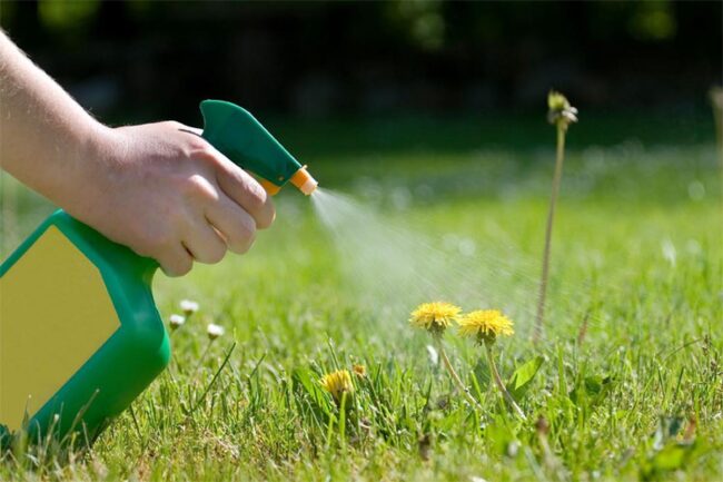 Using Weed Killers on Yellow Flowers