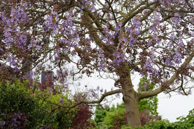 Royal Empress Tree (Paulownia Tomentosa) Image 2