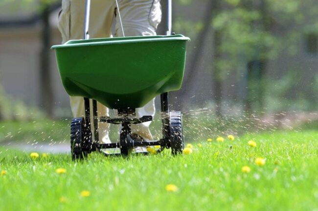 Keeping Your Lawn Healthy to Prevent Yellow Weeds