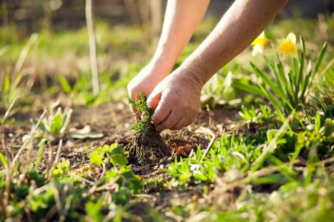 Hand-Removing Yellow Weeds