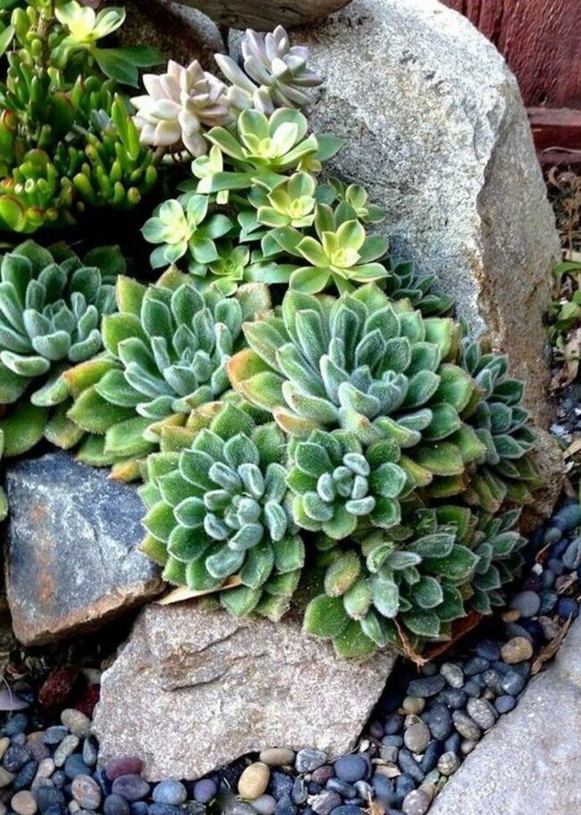 Jade Stone Succulent Arrangement