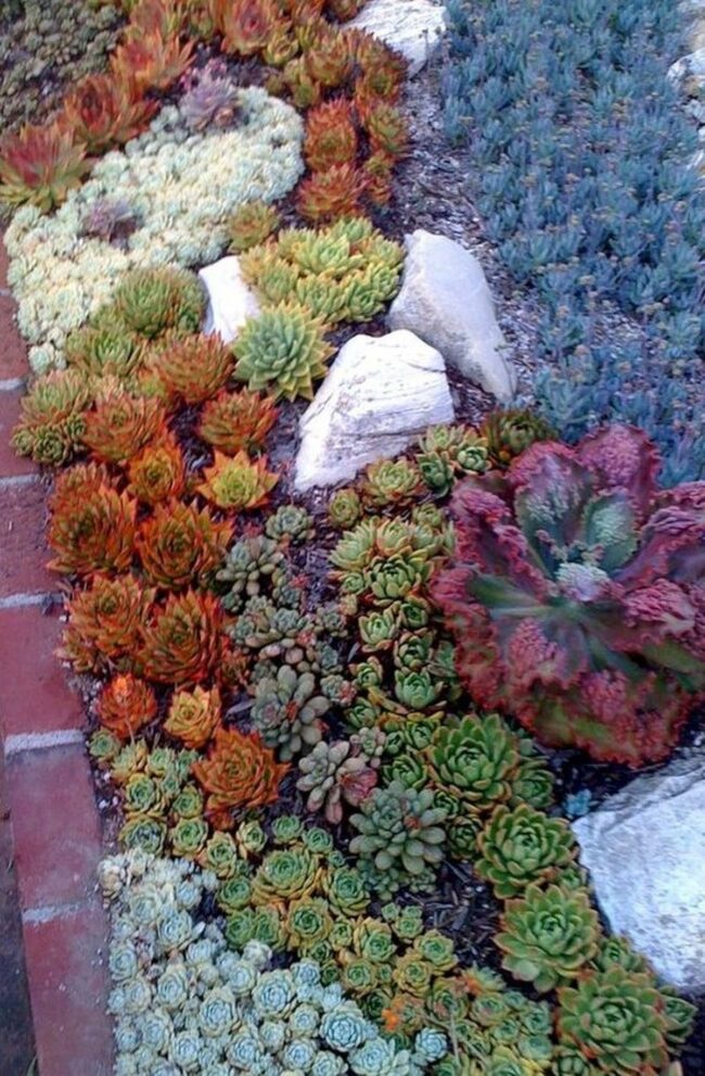 Vibrant Green and Red Succulents