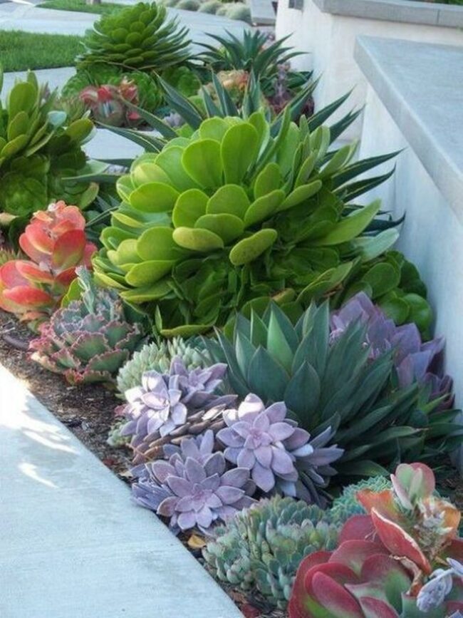 Purple Green Succulent Border