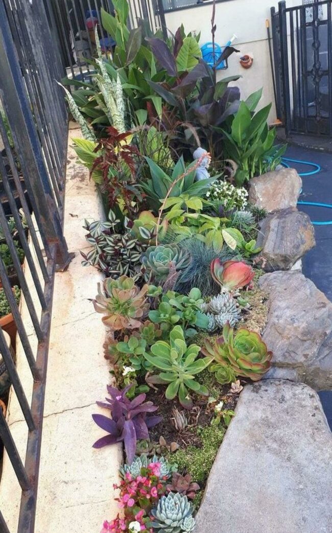Pink Succulent Garden