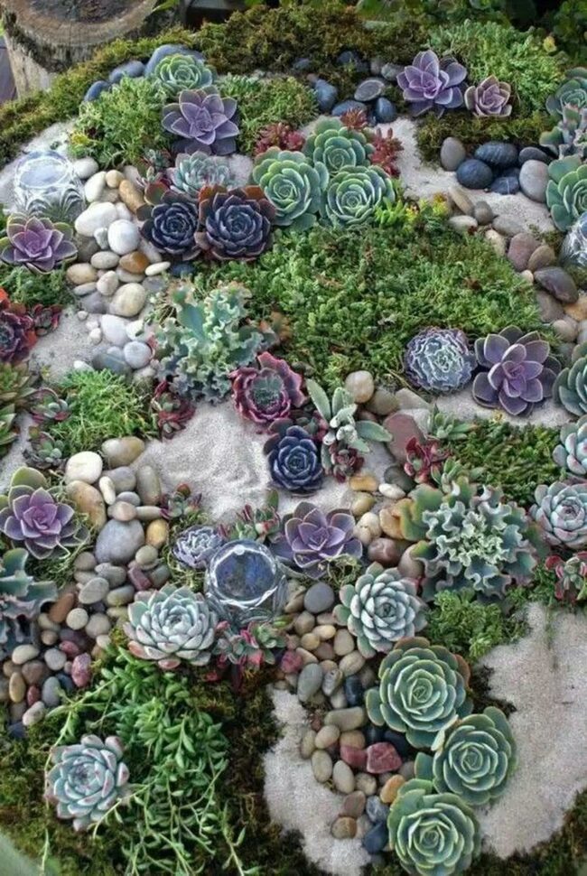 Colorful Succulent Wonderland