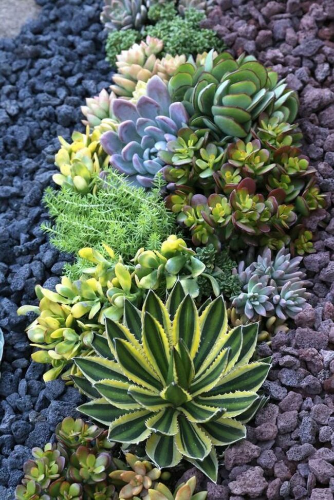 Striking Green Succulent Display
