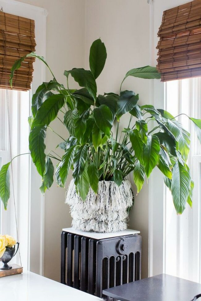 Green Plant Vintage Heater Corner