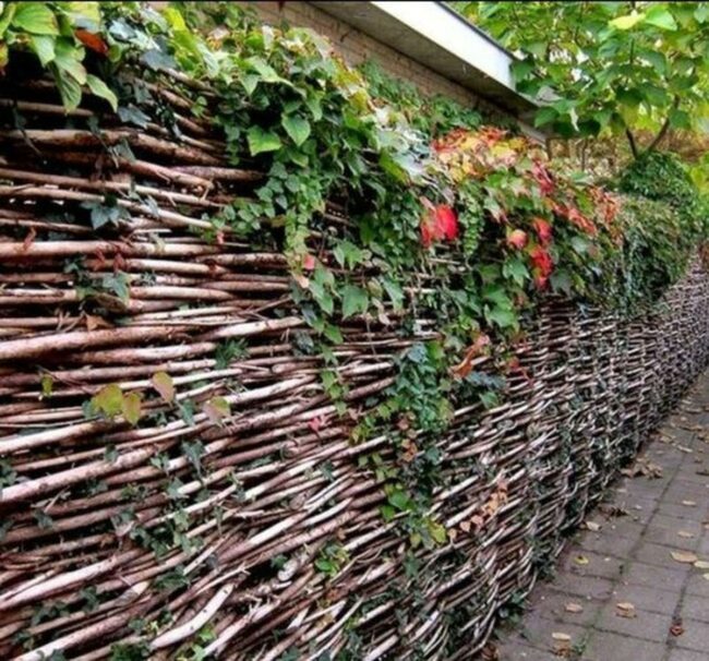 Woven Branches Nature Path