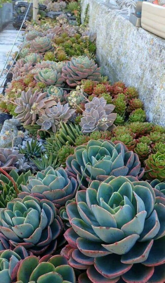 Colorful Succulent Rockery