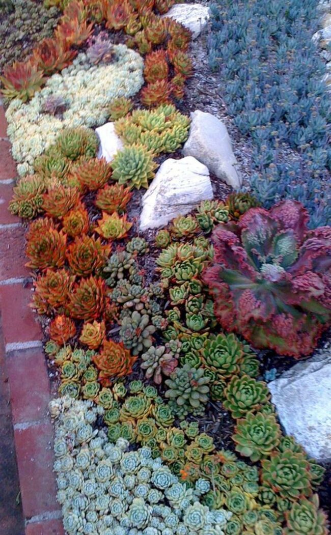 Vibrant Succulent Rockery