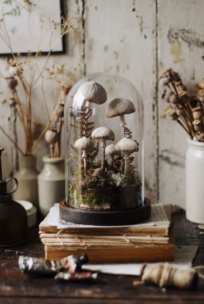 Glass Dome Mushroom Display