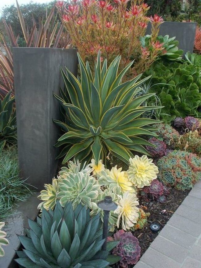 Spiky Yellow-Edged Succulents