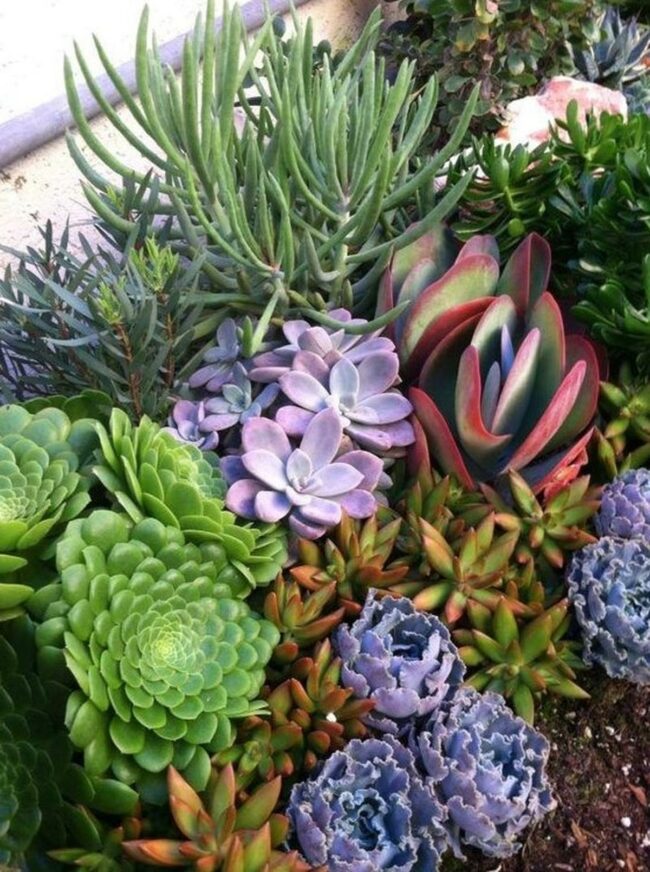 Green Spiral Succulents