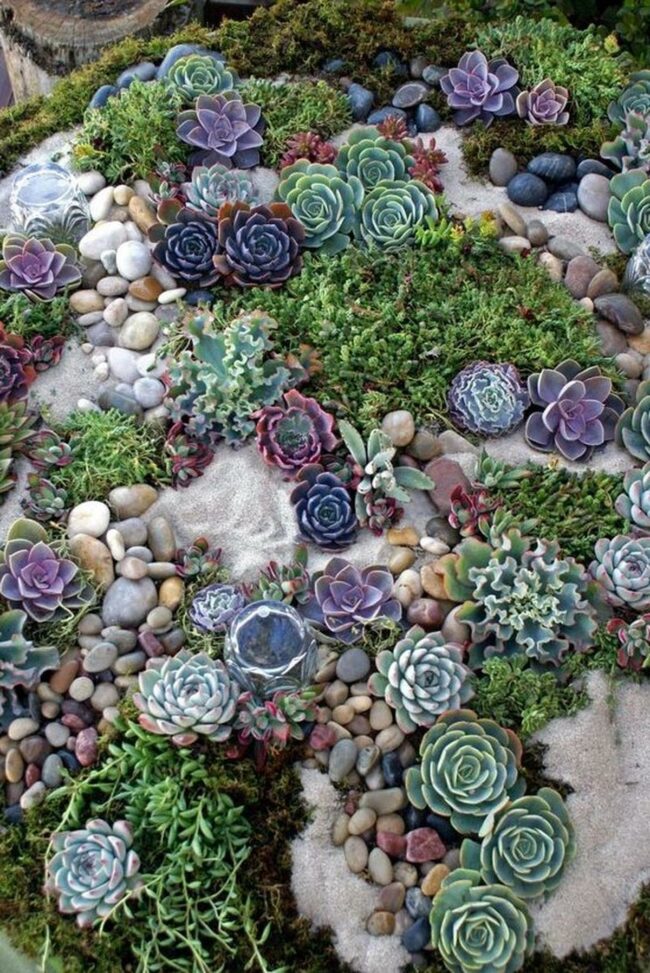 Vibrant Succulent Oasis