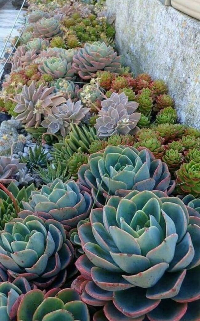 Low-Maintenance Succulent Display