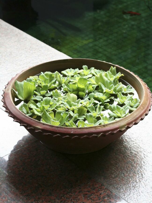 Green Leaves Swimming Serenely