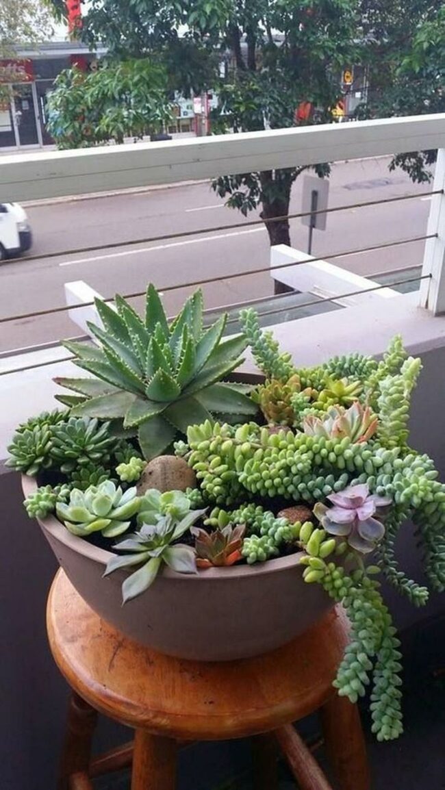 Green Cascading Succulents
