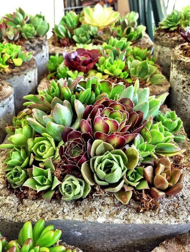 Green Succulent Array