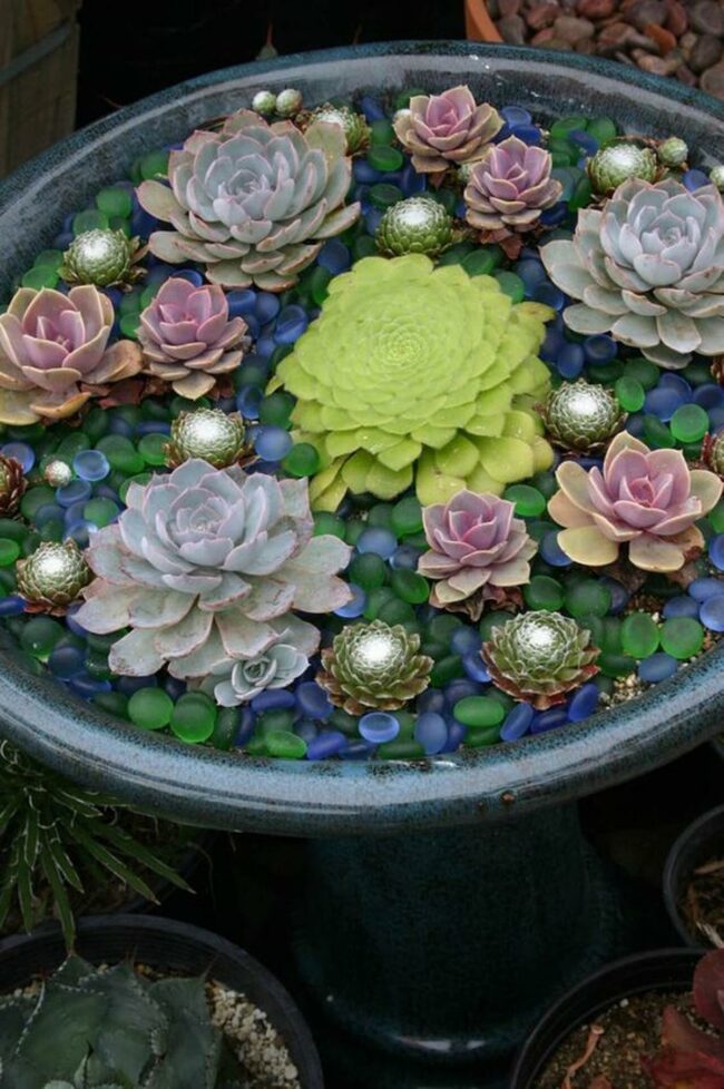 Purple Floating Succulents