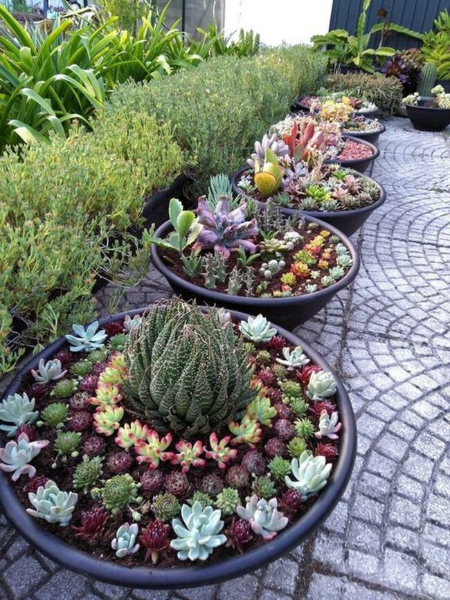 Circular Succulent Path