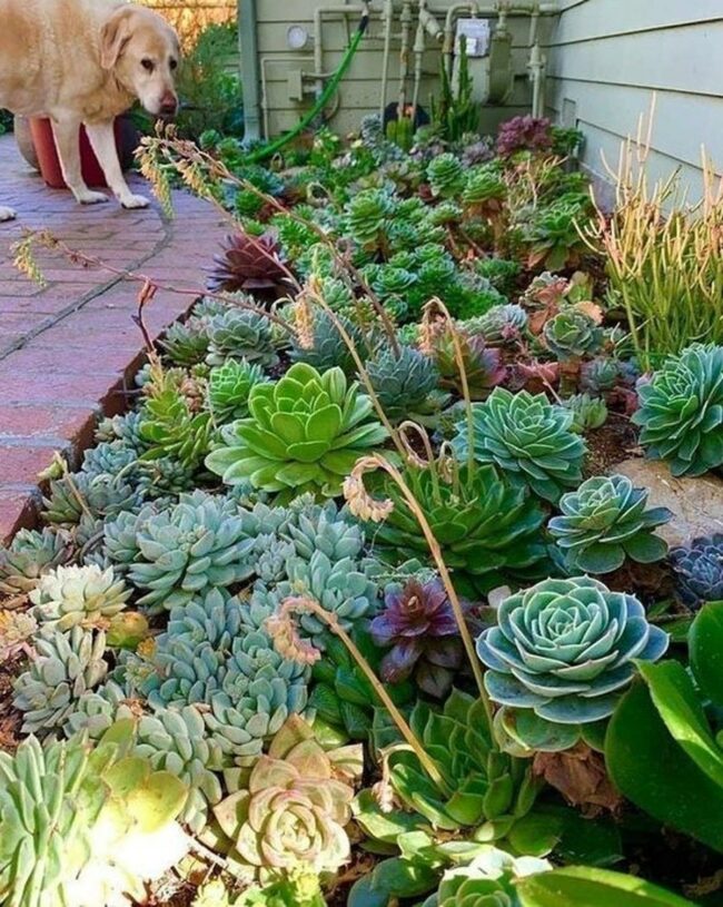 Vibrant Succulent Border