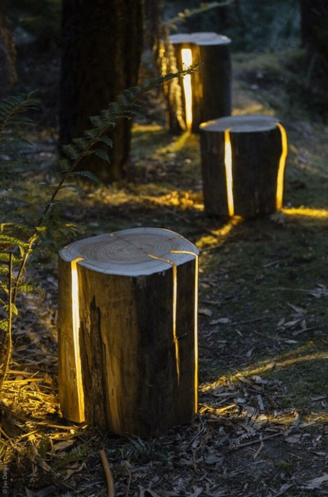 Luminous Forest Stump Pathway