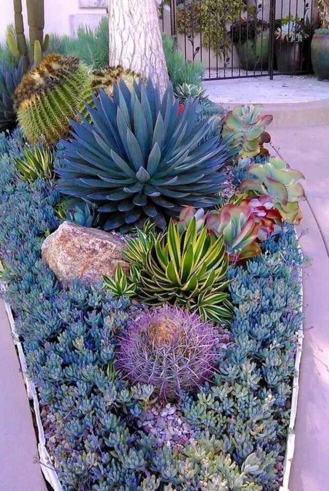 Blue Agave Desert Garden