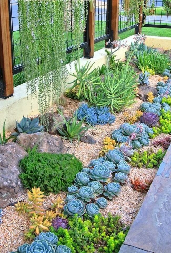 Stunning Succulent Garden Variety