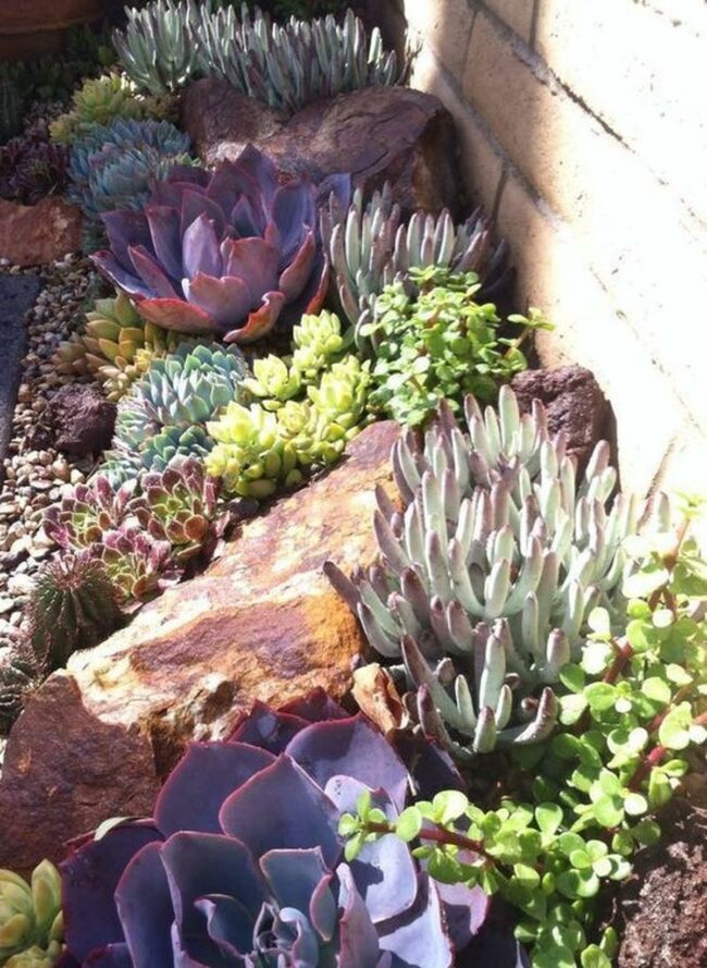 Colorful Succulent Garden Bed