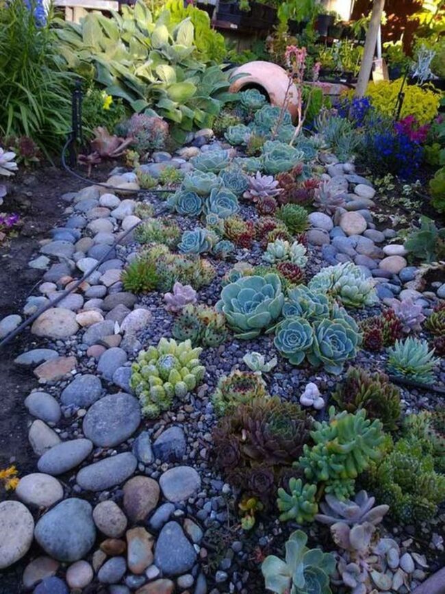 Green Succulent Oasis