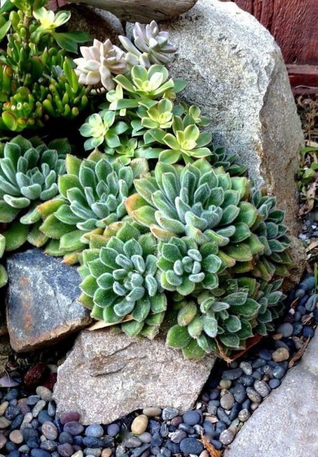 Stony Succulent Sanctuary