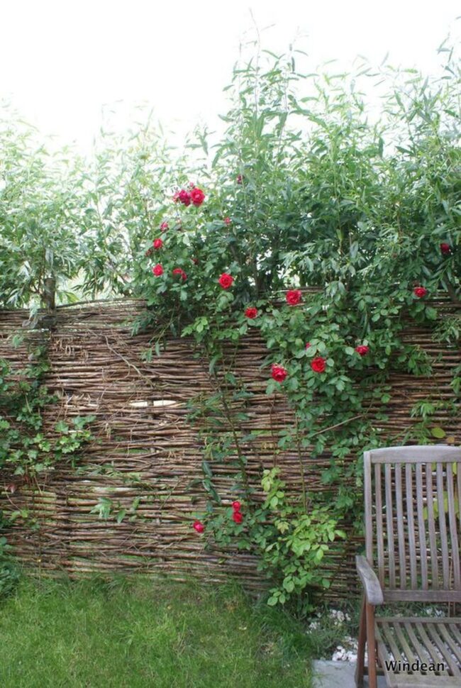 Crimson Roses Climbing Woodwork