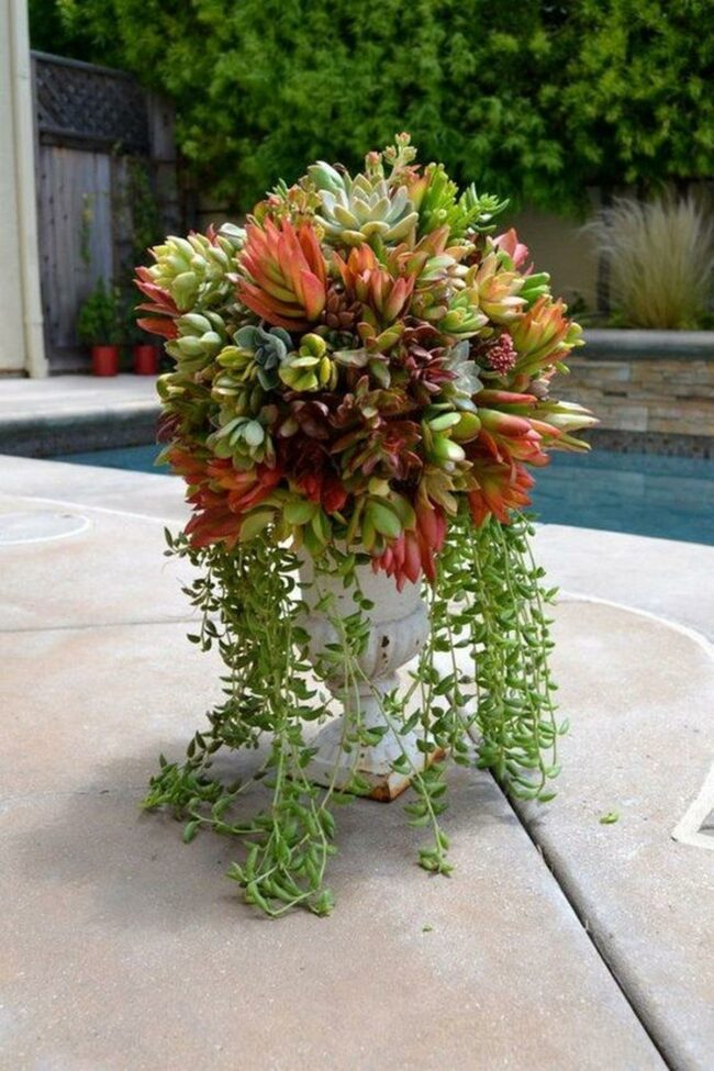 Poolside Succulent Cascade