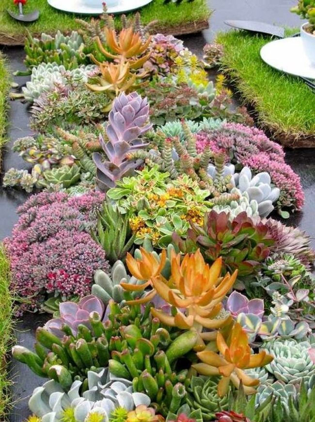 Colorful Succulent Mosaic