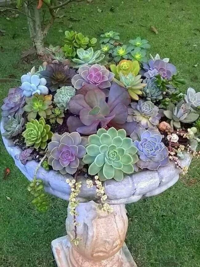 Stone Succulent Centerpiece