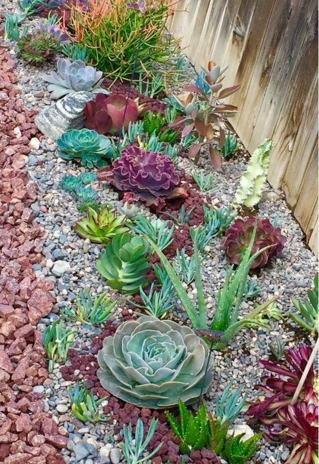 Diverse Succulent Garden Arrangement