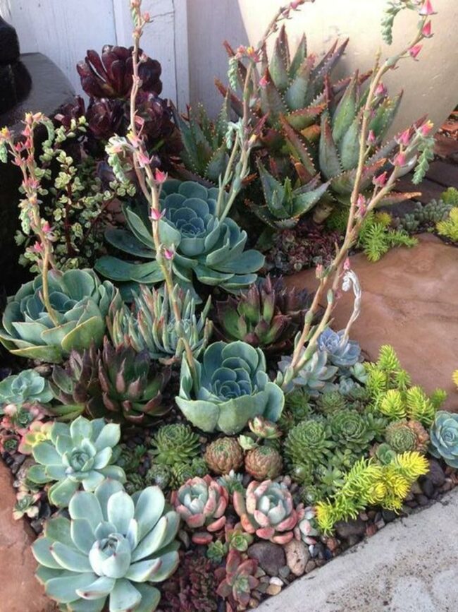 Green Succulent Garden