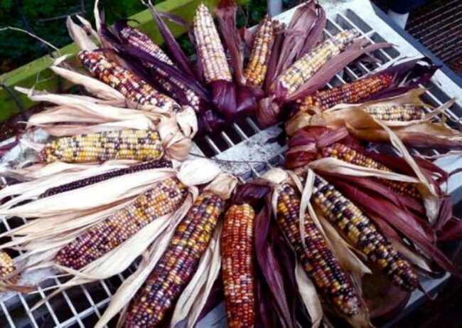Colorful Corn Circle Display
