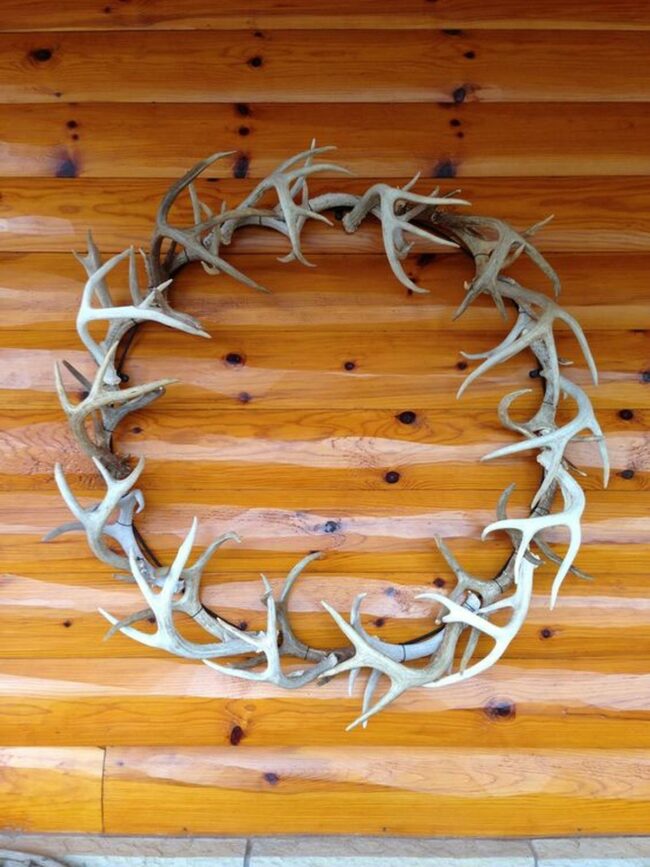 Twisted Antler Woodland Walls
