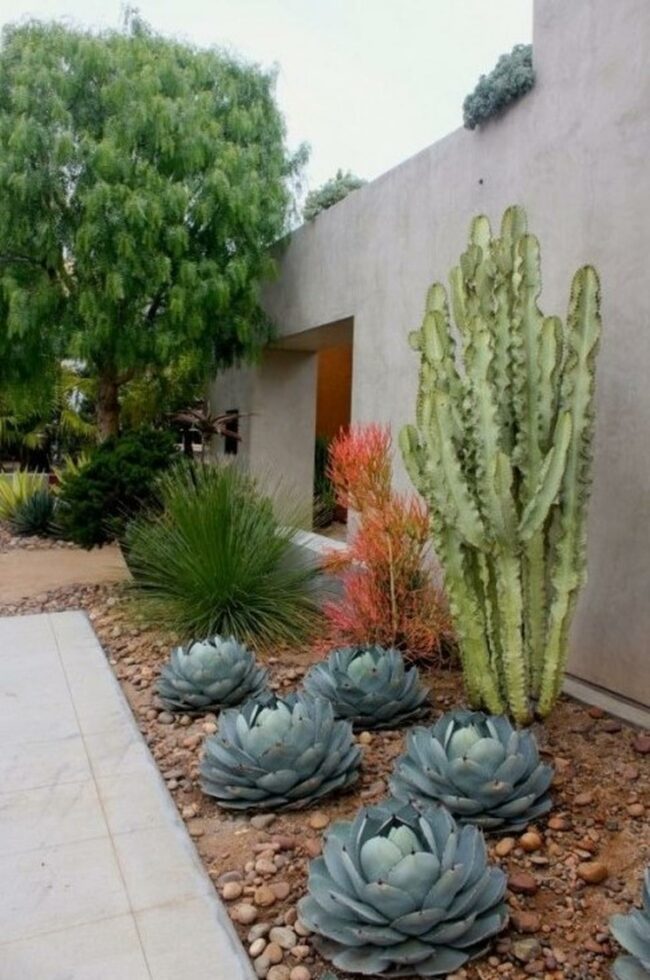 Desert Plant Oasis