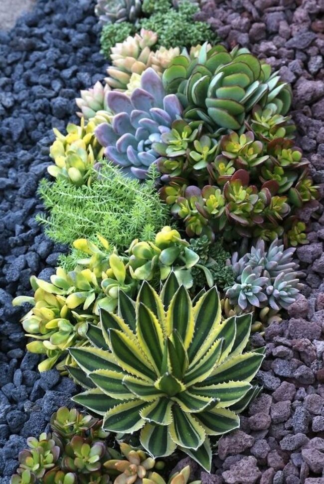 Purple Succulent Mosaic