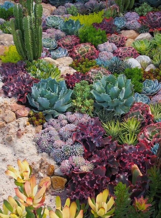 Colorful Desert Succulent Display