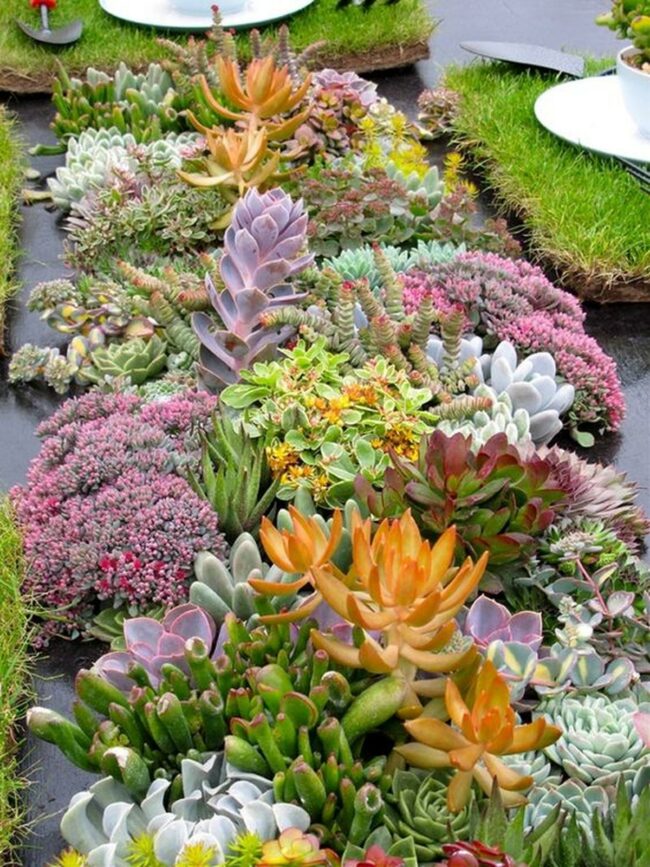 Colorful Succulent Panorama