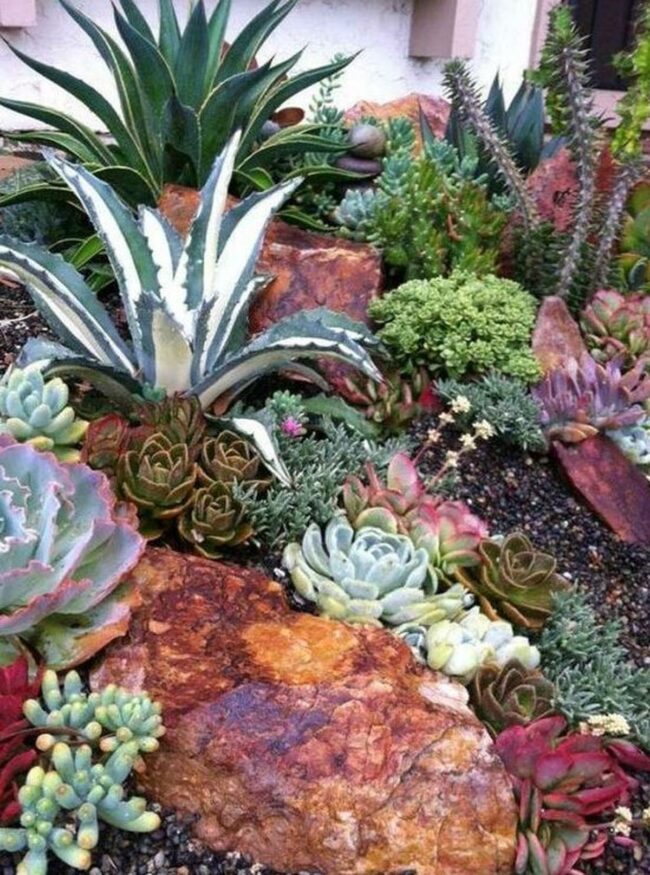 Peaceful Desert Succulent Oasis