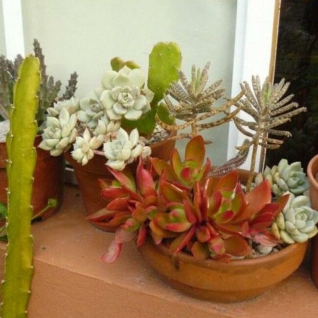 Green Succulent Collection