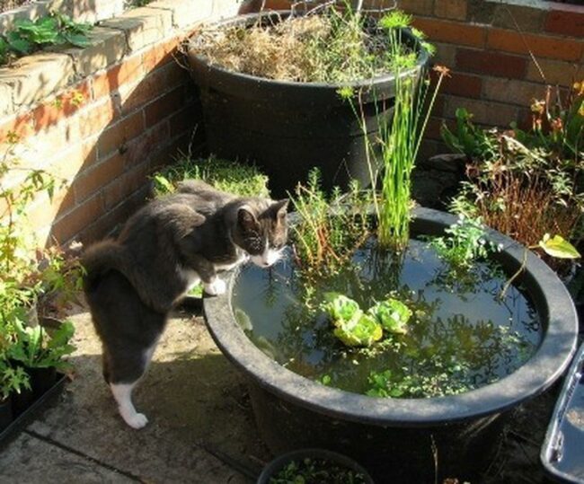 Green Sanctuary Brick Whispers