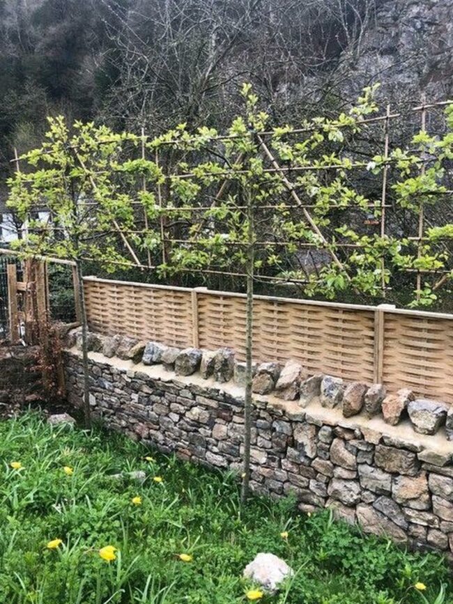 Stone Wall Green Lattice Garden