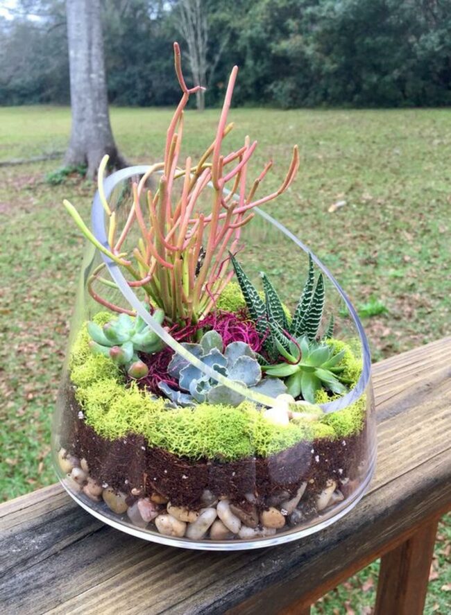 Glass Succulent Terrarium