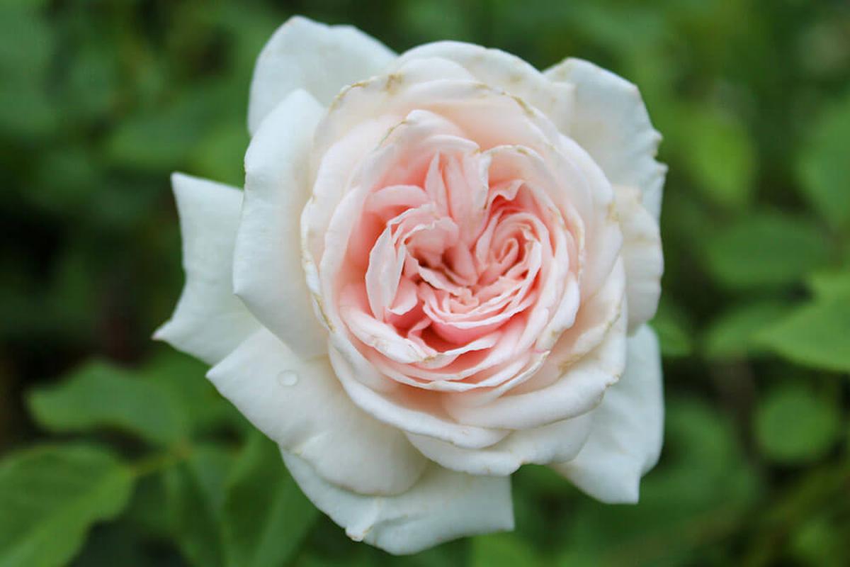 Baby Bloomer, Climbing Roses
